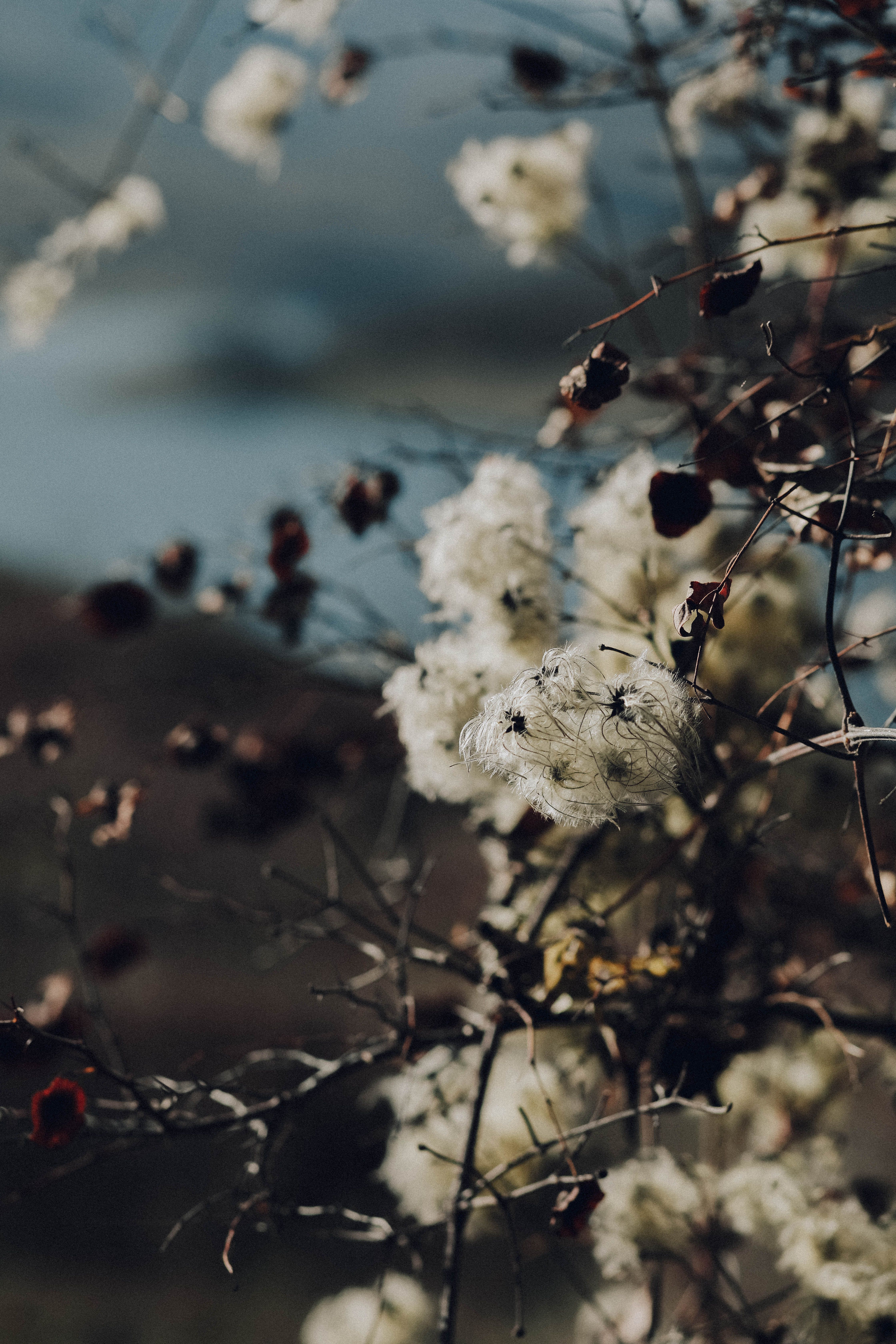 White Flowers in Close Up Shot · Free Stock Photo