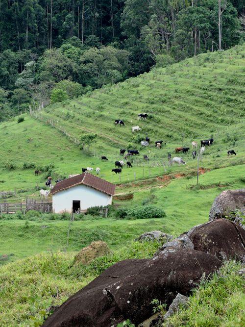 Free Serene rural scene of cattle grazing on lush green hills in Andradas, Brazil, showcasing agricultural beauty. Stock Photo