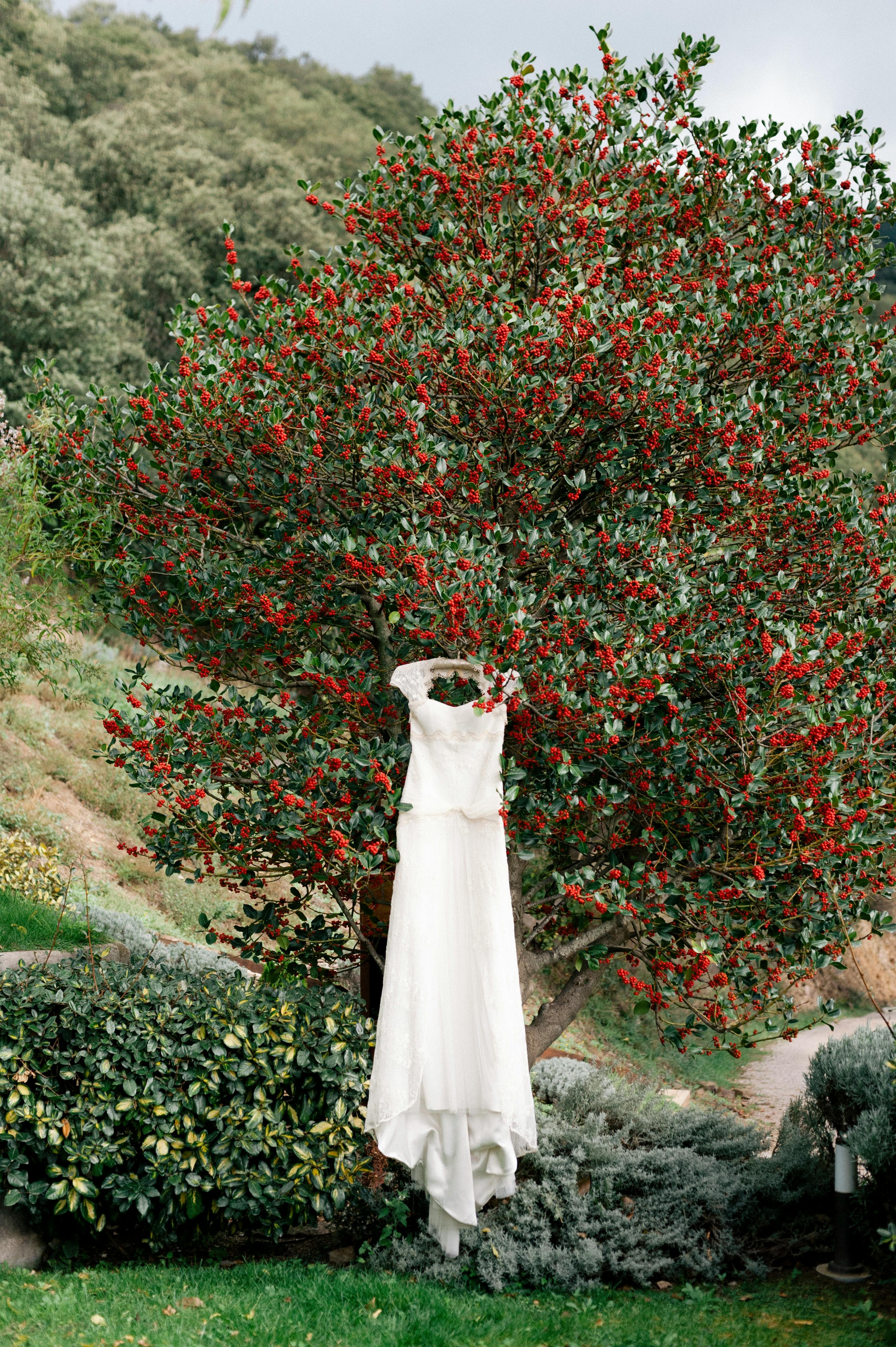 Elegant white wedding dress hanging from a vibrant red berry tree outdoors.