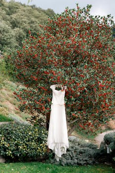Elegant white wedding dress hanging from a vibrant red berry tree outdoors.
