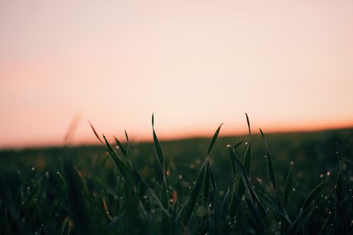 Free Close-up of dew-covered grass in Adıyaman, Turkey during sunrise, evoking tranquility. Stock Photo