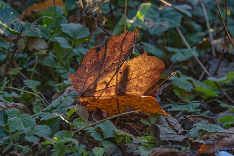 Close-Up Photo Of A Dry Maple Leaf