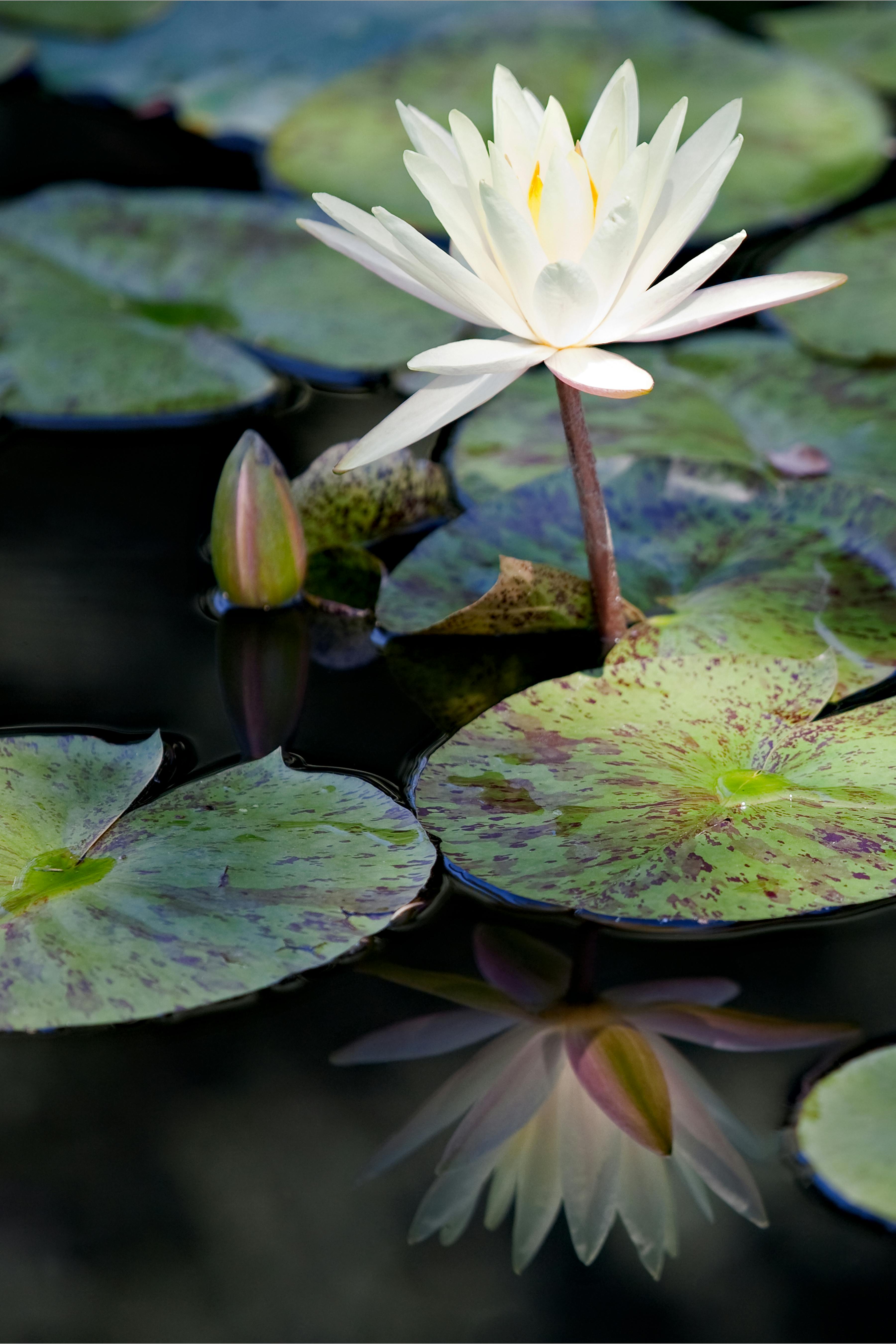 Pink Lotus Flowers Blooming on Water · Free Stock Photo