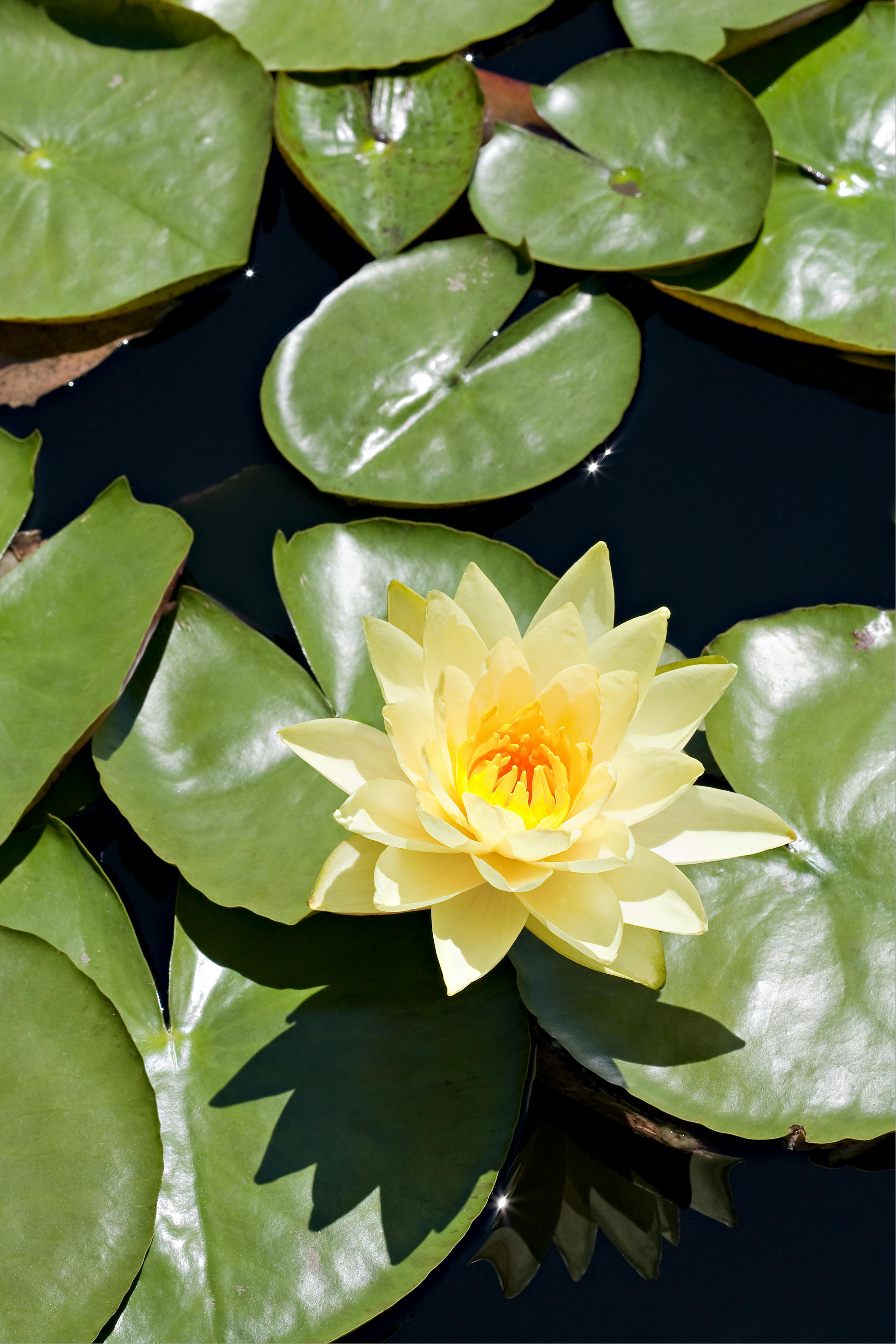 Lily Pads Photos, Download The Best Free Lily Pads Stock Photos & Hd Images