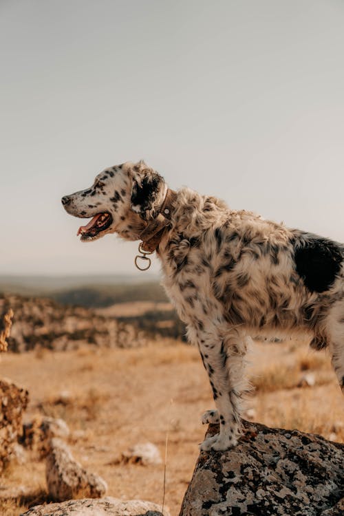 Çoban Köpeği