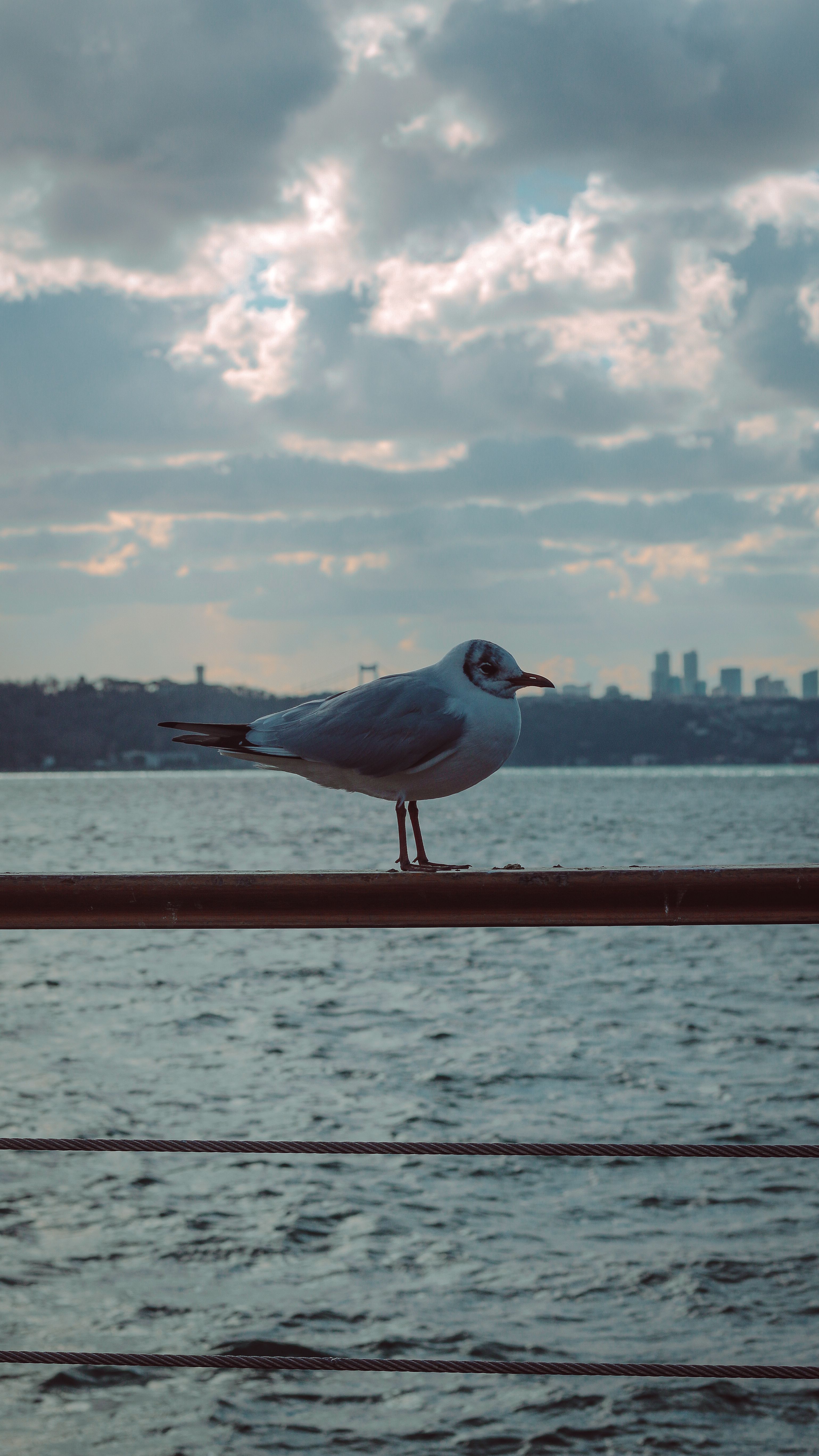 Seagull on Railing on Sea Coast in Istanbul · Free Stock Photo