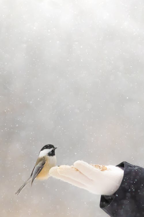 A Person Feeding Black Capped Chickadee in the Snow