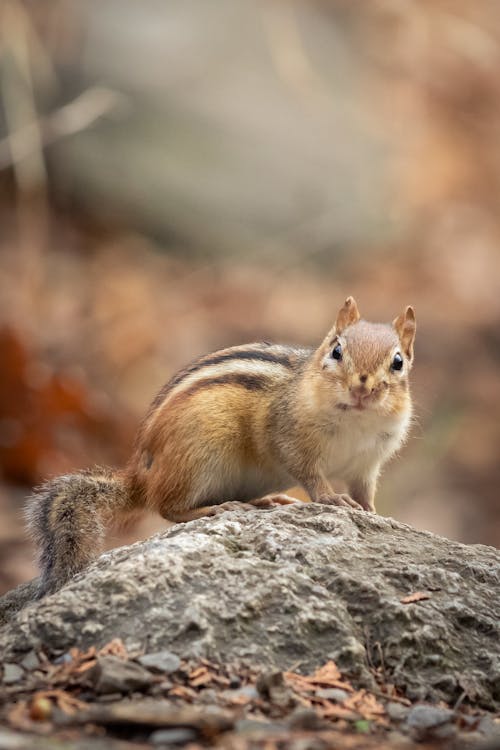 Squirrel on Stone