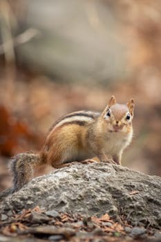 Adorable chipmunk perched on a rock in a natural forest setting.