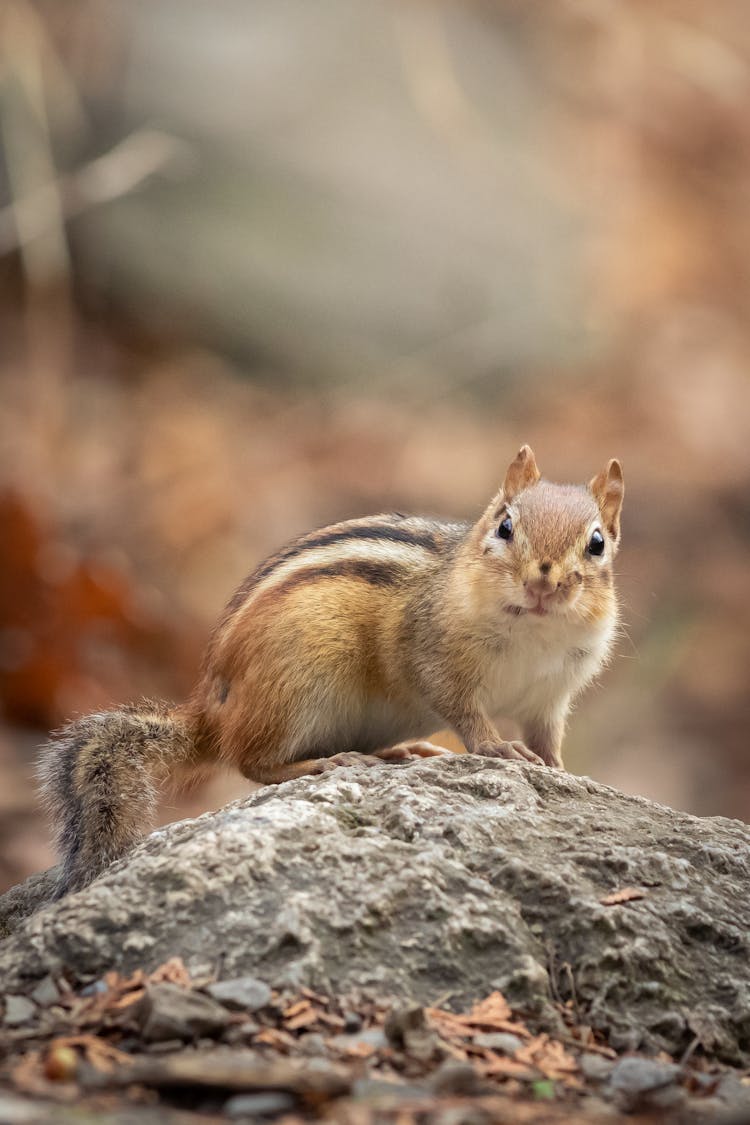 Squirrel On Stone