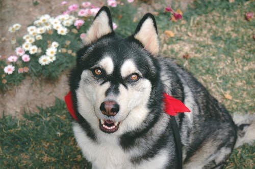 A Husky Sitting on the Ground 