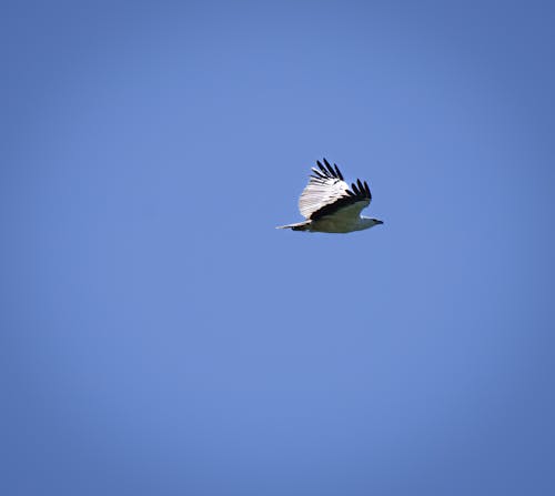 Gratis stockfoto met vogel, zeearend met witte borst