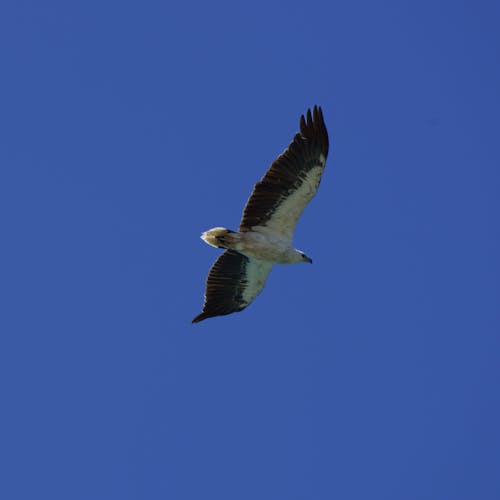 Gratis stockfoto met vogel, zee arend