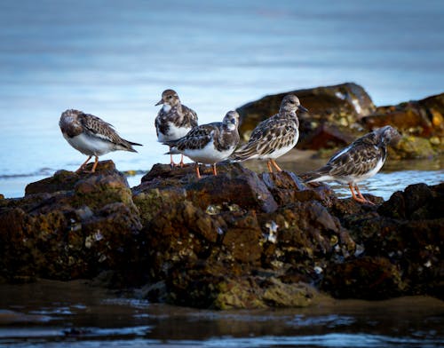 Gratis stockfoto met australische watervogels, blozende steenloper, strandvogels