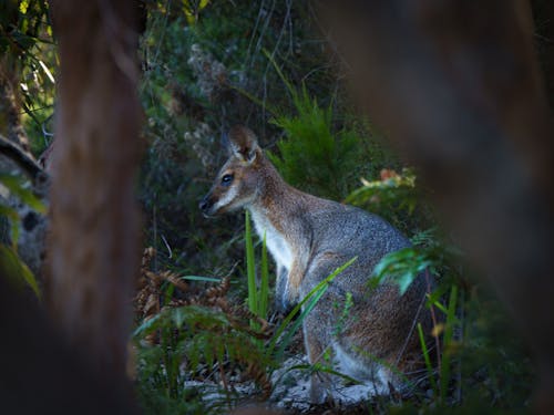 Imagine de stoc gratuită din wallaby