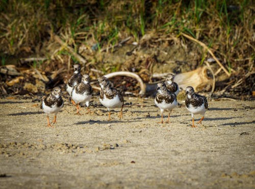 Gratis stockfoto met australische watervogels, blozende steenloper, strandvogels