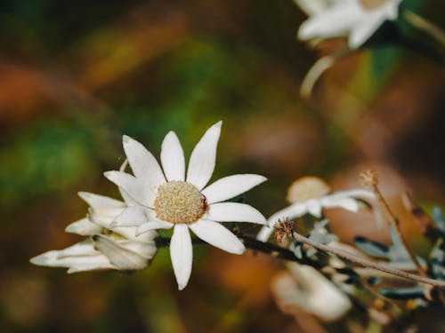 Gratis stockfoto met australische struikbloem, bloem, flanellen bloem