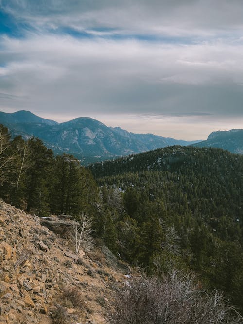 Green Trees on Mountains