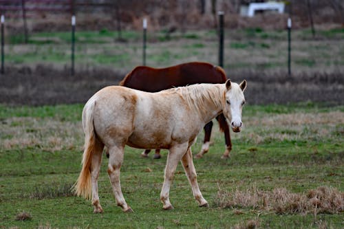 A Horse Standing on the Grass 