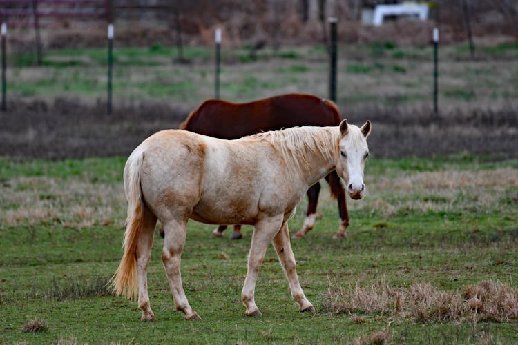 A Horse Standing On The Grass 