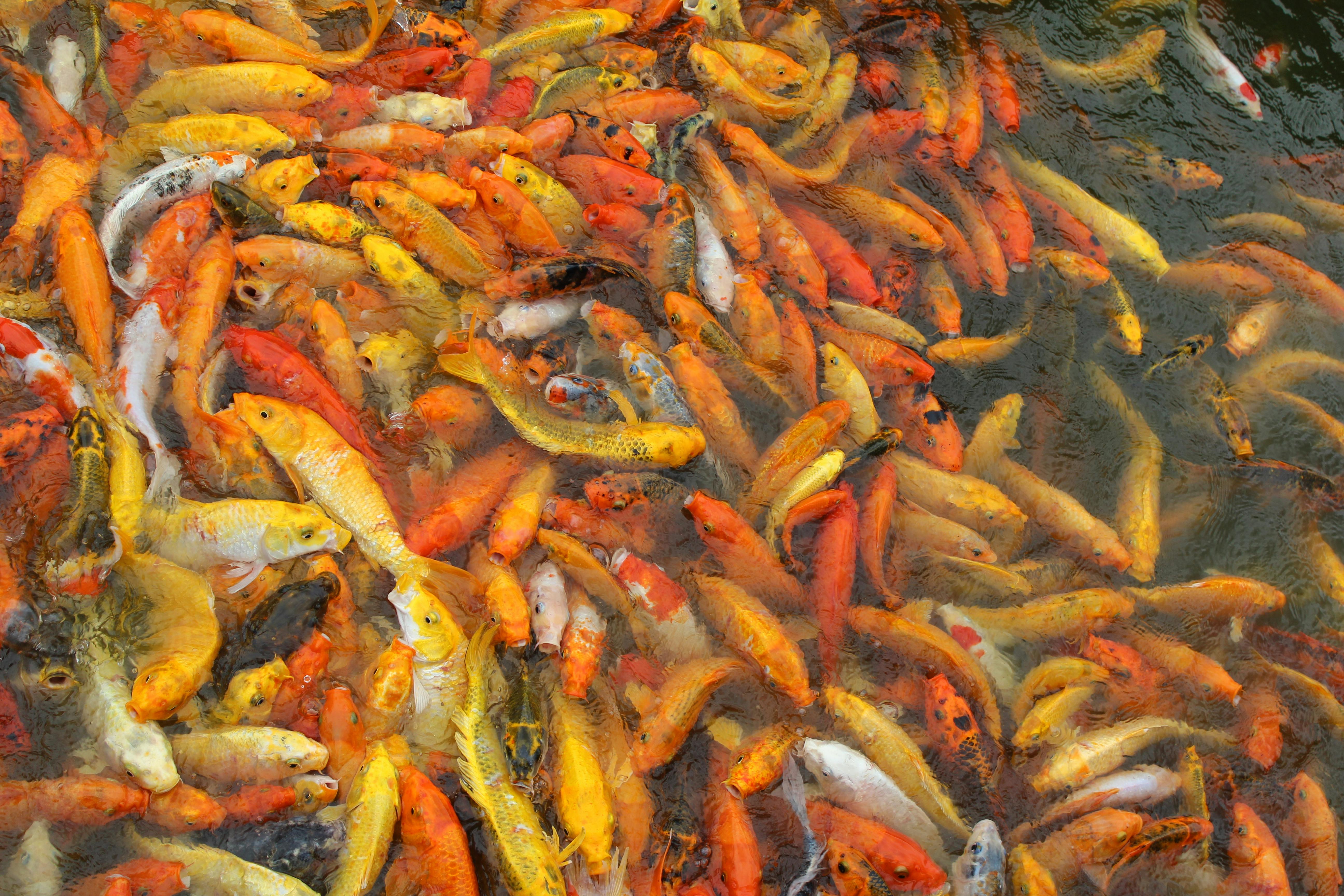 Free stock photo of feeding, fish, koi