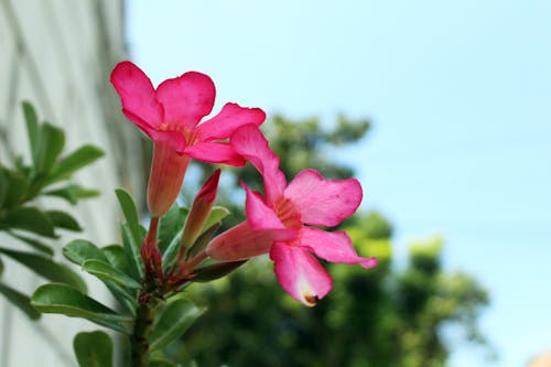 Gratis lagerfoto af blomstermark, camellia