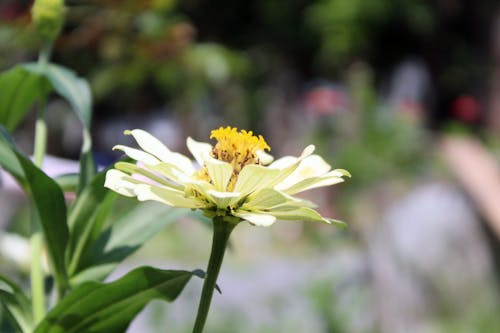 คลังภาพถ่ายฟรี ของ ดอกไม้, วิดีโอสต็อก