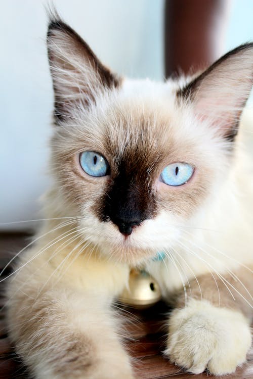 Close up of White Cat