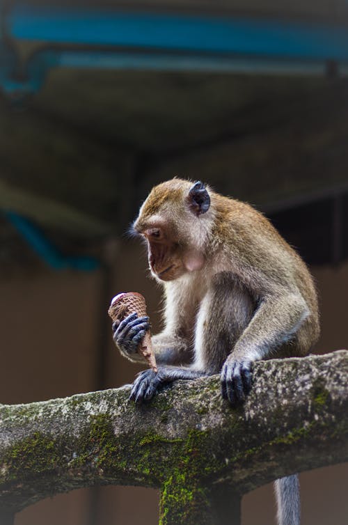 動物, 動物攝影, 哺乳動物 的 免費圖庫相片