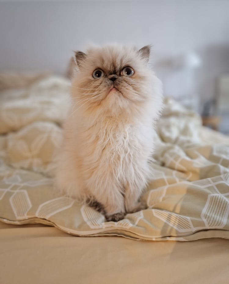 A Persian Cat Sitting On Comforter