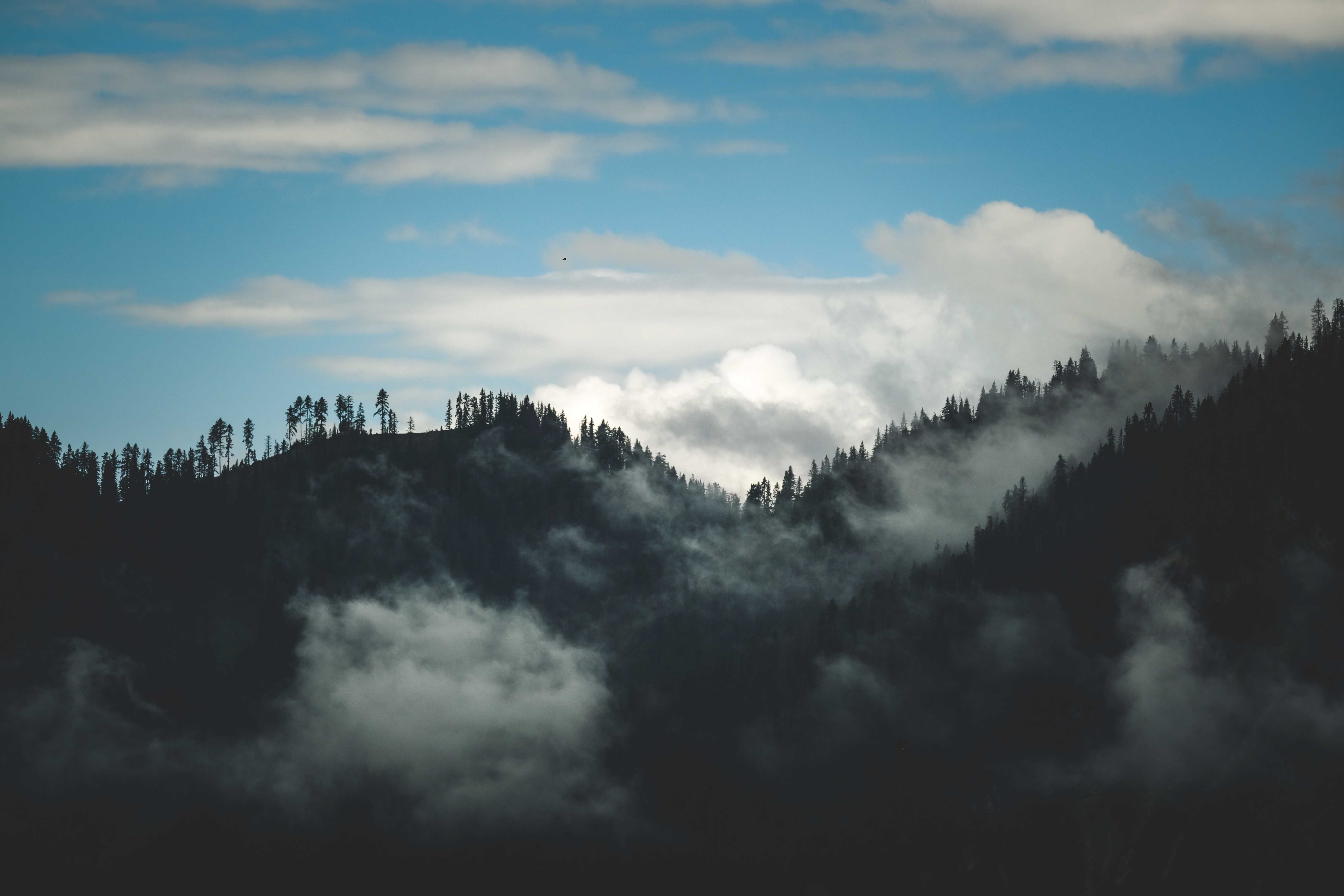 Captivating misty mountain scene with dense fog and silhouetted trees under a dramatic sky