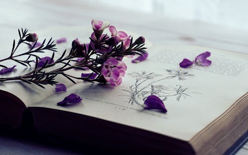 本のページの紫色の花の選択的な焦点の写真