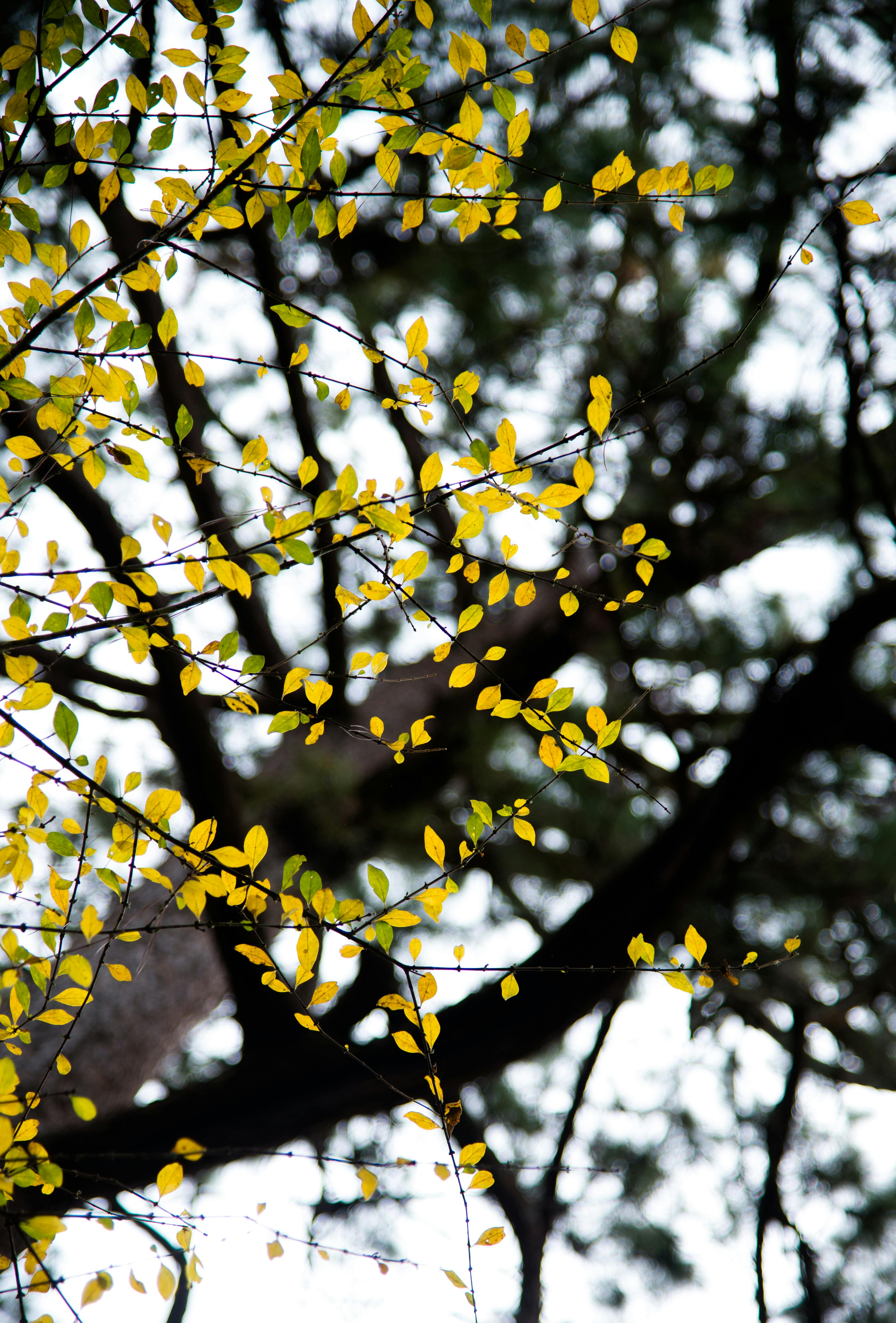 Detailed shot of vibrant yellow leaves set against dark branches, showcasing spring growth.