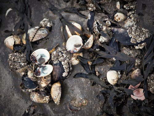 Fotobanka s bezplatnými fotkami na tému more, morské mušle, morský breh