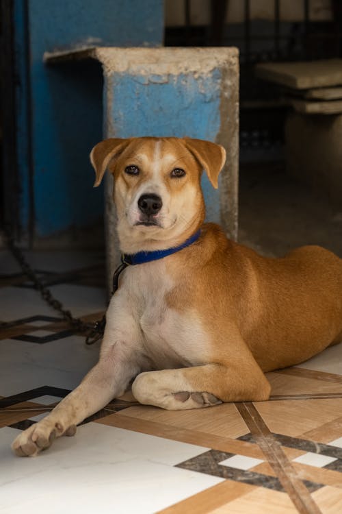 Brown dog Lying on the Floor