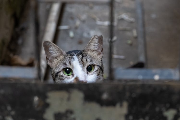 Tabby Cat Close-Up Photo