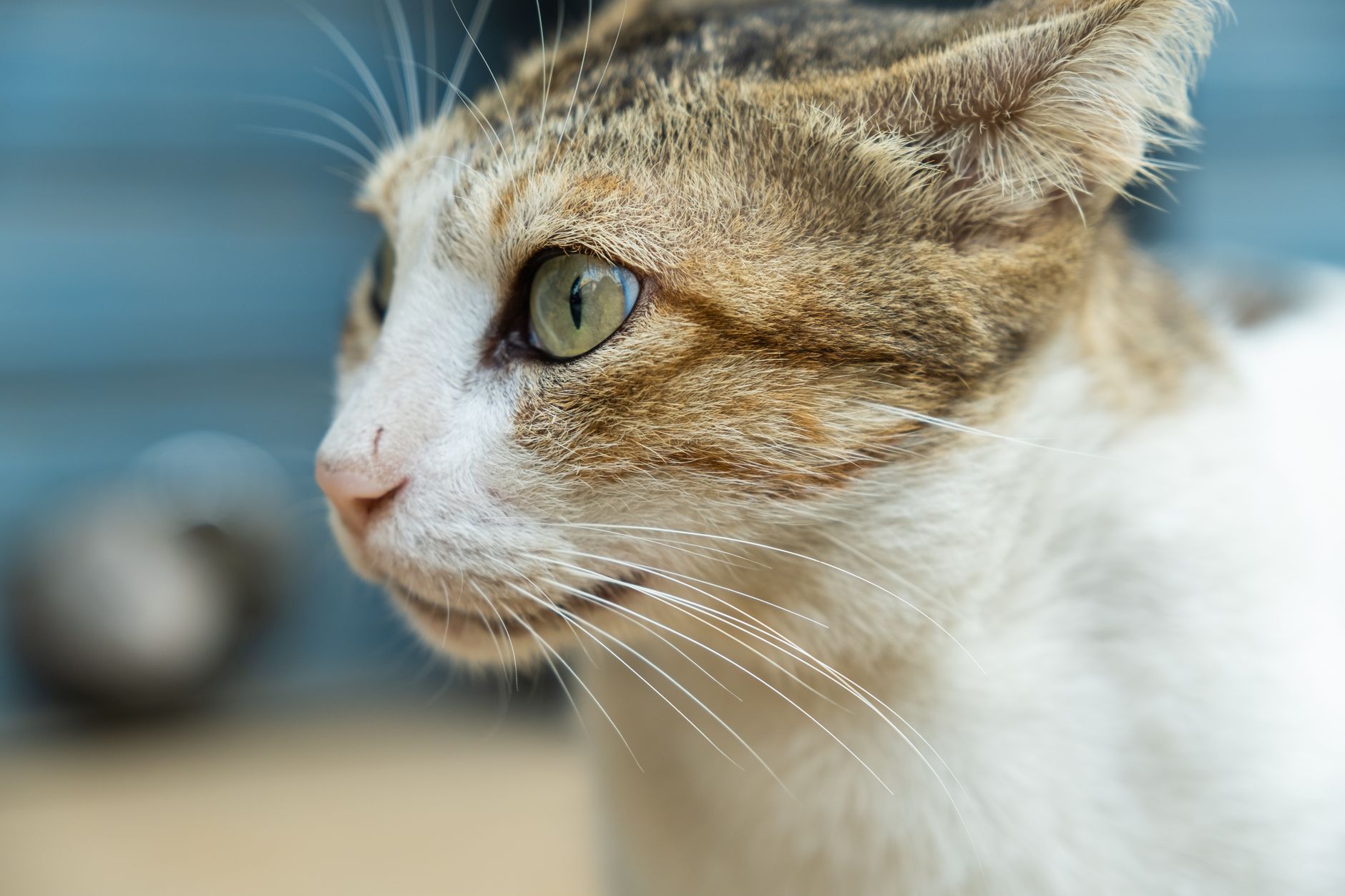 Veterinarian examining a cat during a checkup