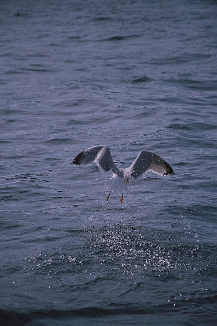 Seagull Flying Over Sea