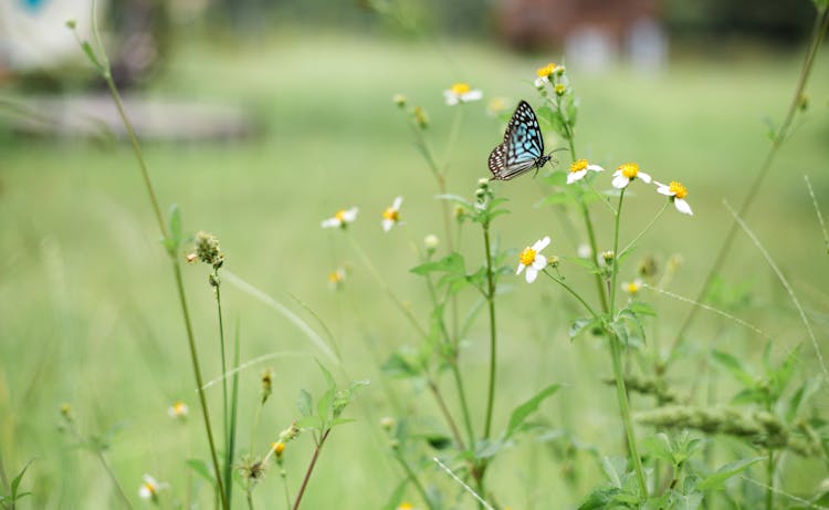 A Butterfly On The Flowers