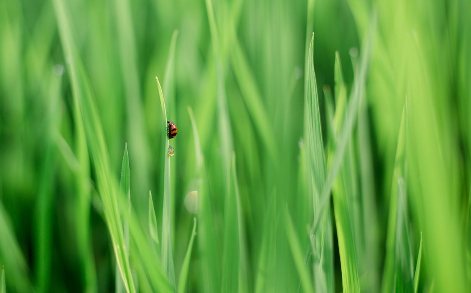 Close-up shot of a ladybug on a blade of grass, showcasing vibrant greenery.