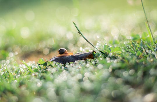 Close-up of a snail on grass and leaf with morning dew, showcasing nature's beauty.