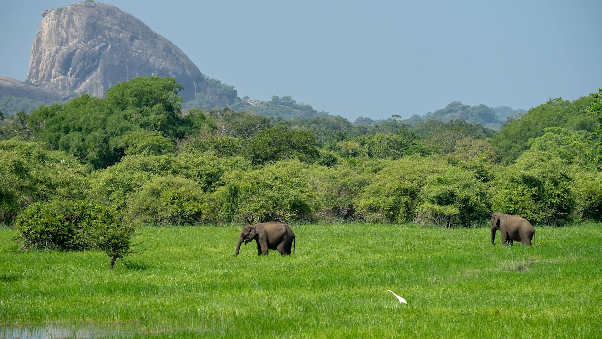 Two elephants grazing in a lush green field with a scenic mountainous background in a nature reserve.