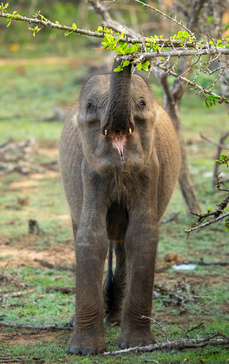 Small Elephant Reaching A Tree Branch With Its Trunk 