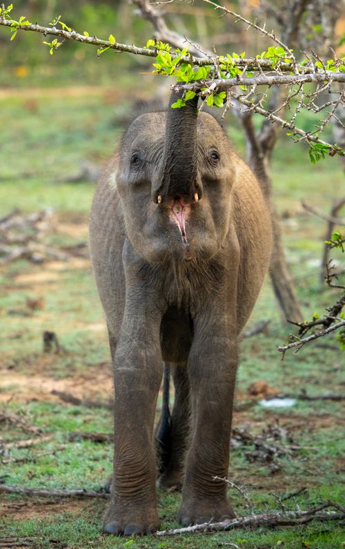 Free Adorable baby elephant reaching a branch with its trunk on a sunny day. Stock Photo