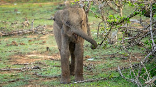 Imagine de stoc gratuită din crengi de copac, elefant, faună sălbatică