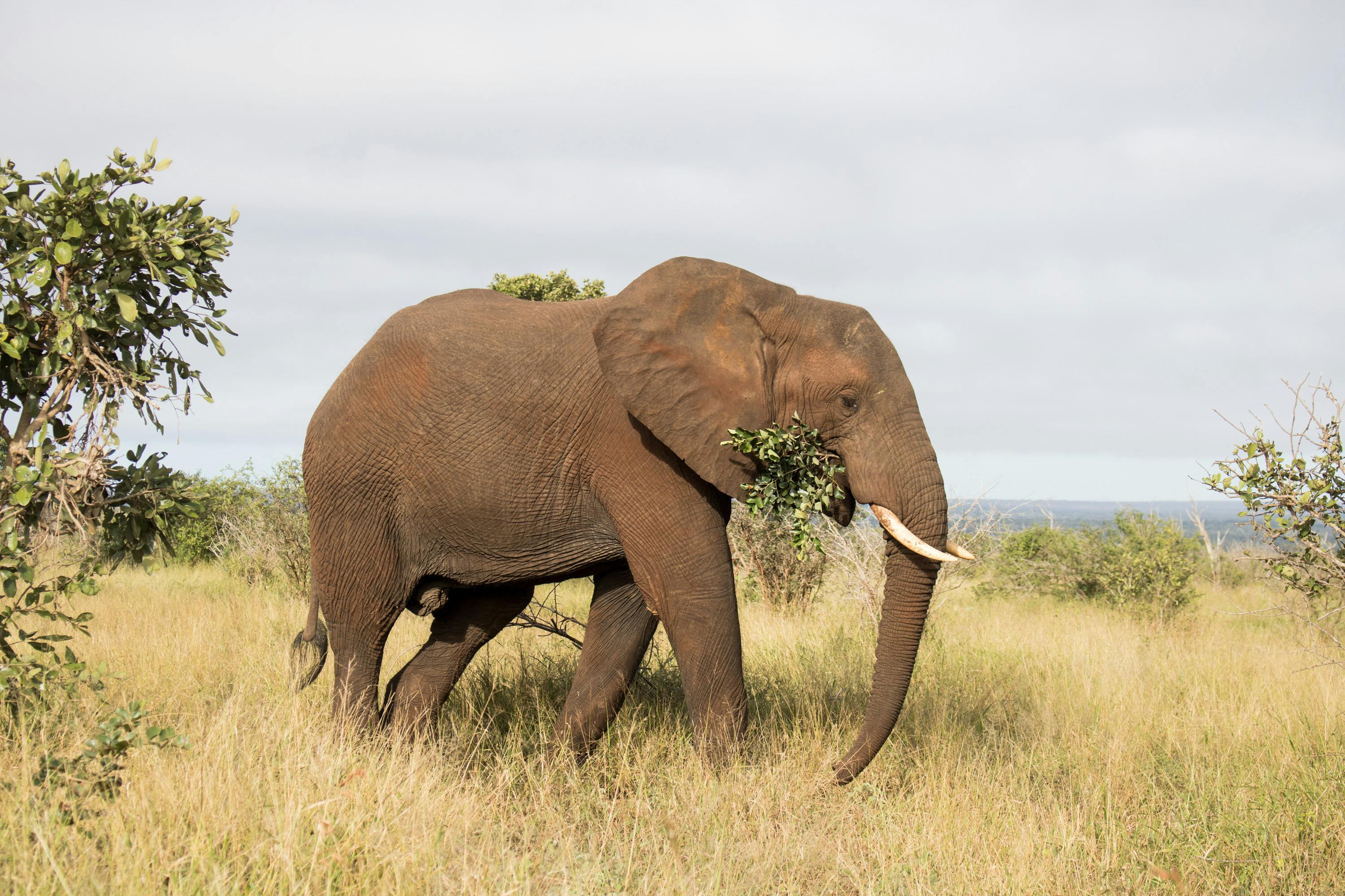 アフリカゾウ 自然の生活 象の無料の写真素材