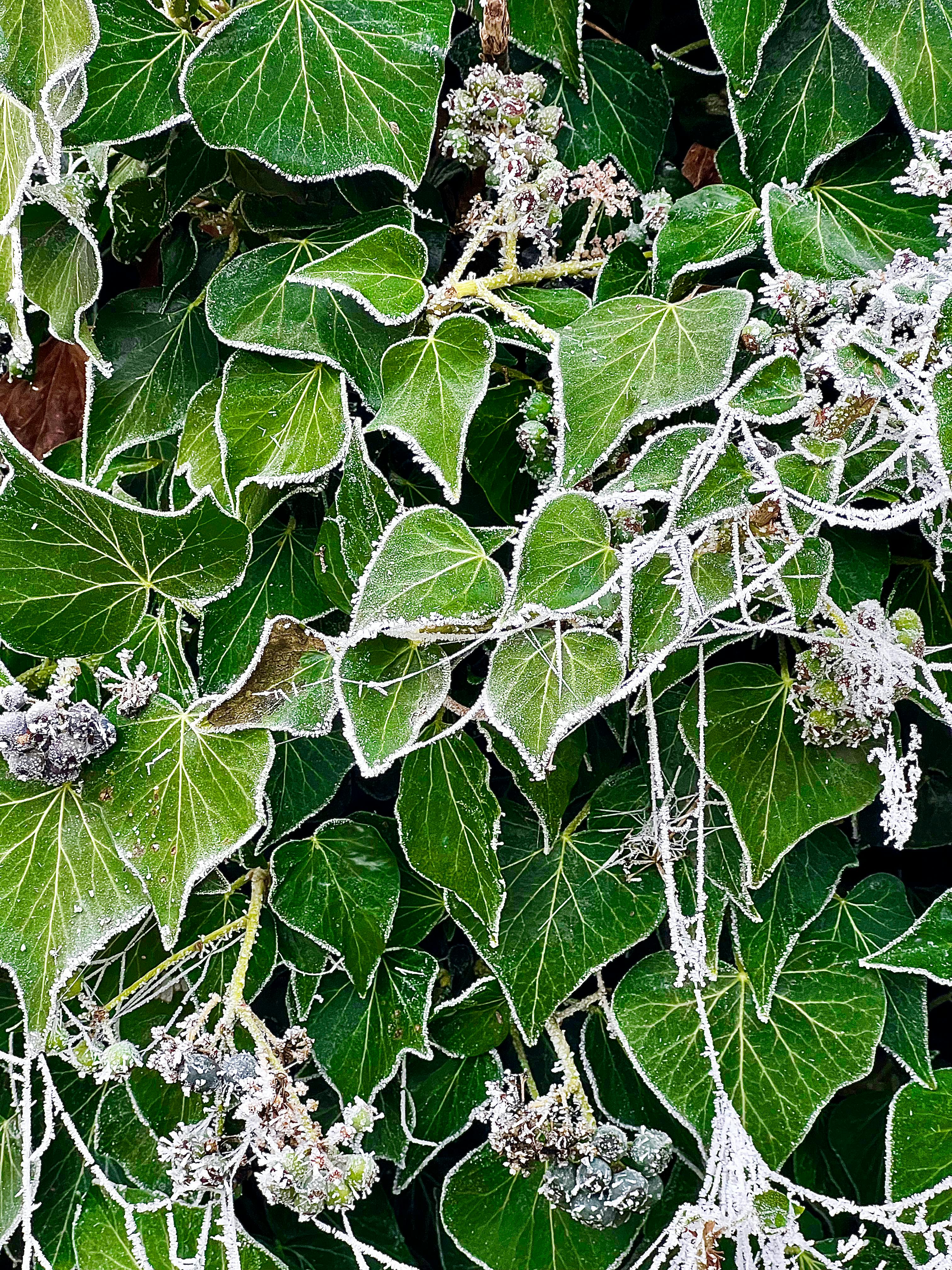 A CloseUp Shot of Frosted Ivy Leaves · Free Stock Photo