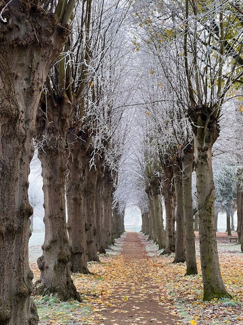 Photos gratuites de arbres nus, branches, campagne