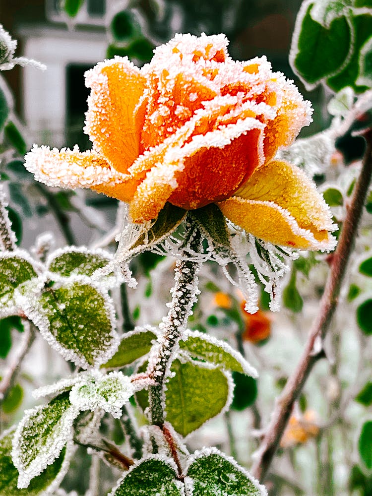 Frozen Rose In The Garden