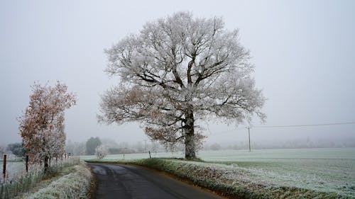 Frozen Tree Along a Road